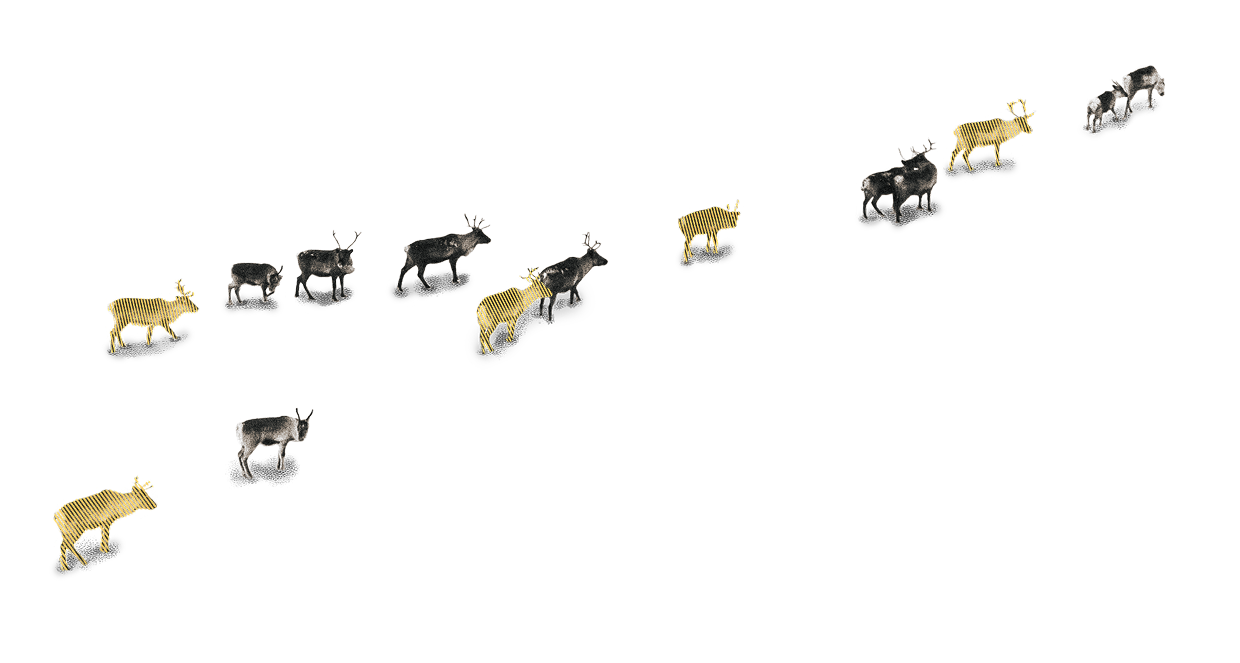 Reindeer illustration